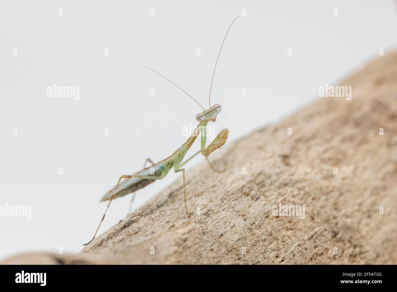 Macro gros plan d'un malgache Marbled Mantis, immédiatement après sa deuxième mue. Banque D'Images