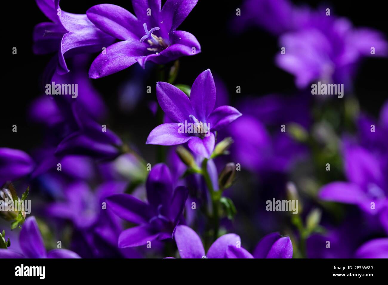 Fleur de 'Ithuriel's Spear' (ou Tritéléia commun, Grassnut, Triplet Lily) à Saint-Gall, Suisse. Son nom latin est Triteleia Laxa (Syn Brodiaea Lax Banque D'Images