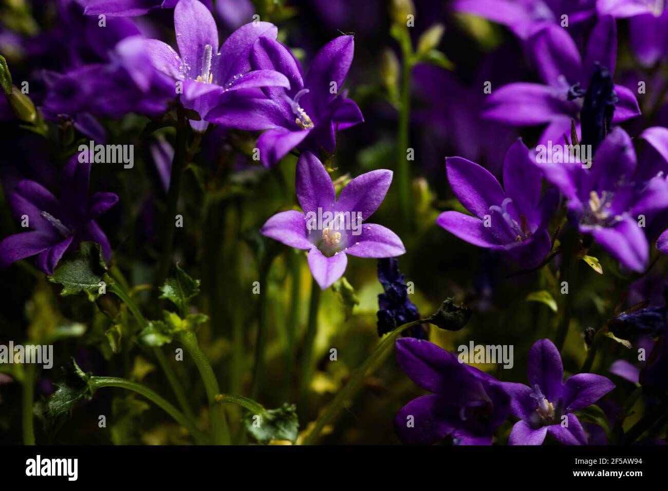 Fleur de 'Ithuriel's Spear' (ou Tritéléia commun, Grassnut, Triplet Lily) à Saint-Gall, Suisse. Son nom latin est Triteleia Laxa (Syn Brodiaea Lax Banque D'Images