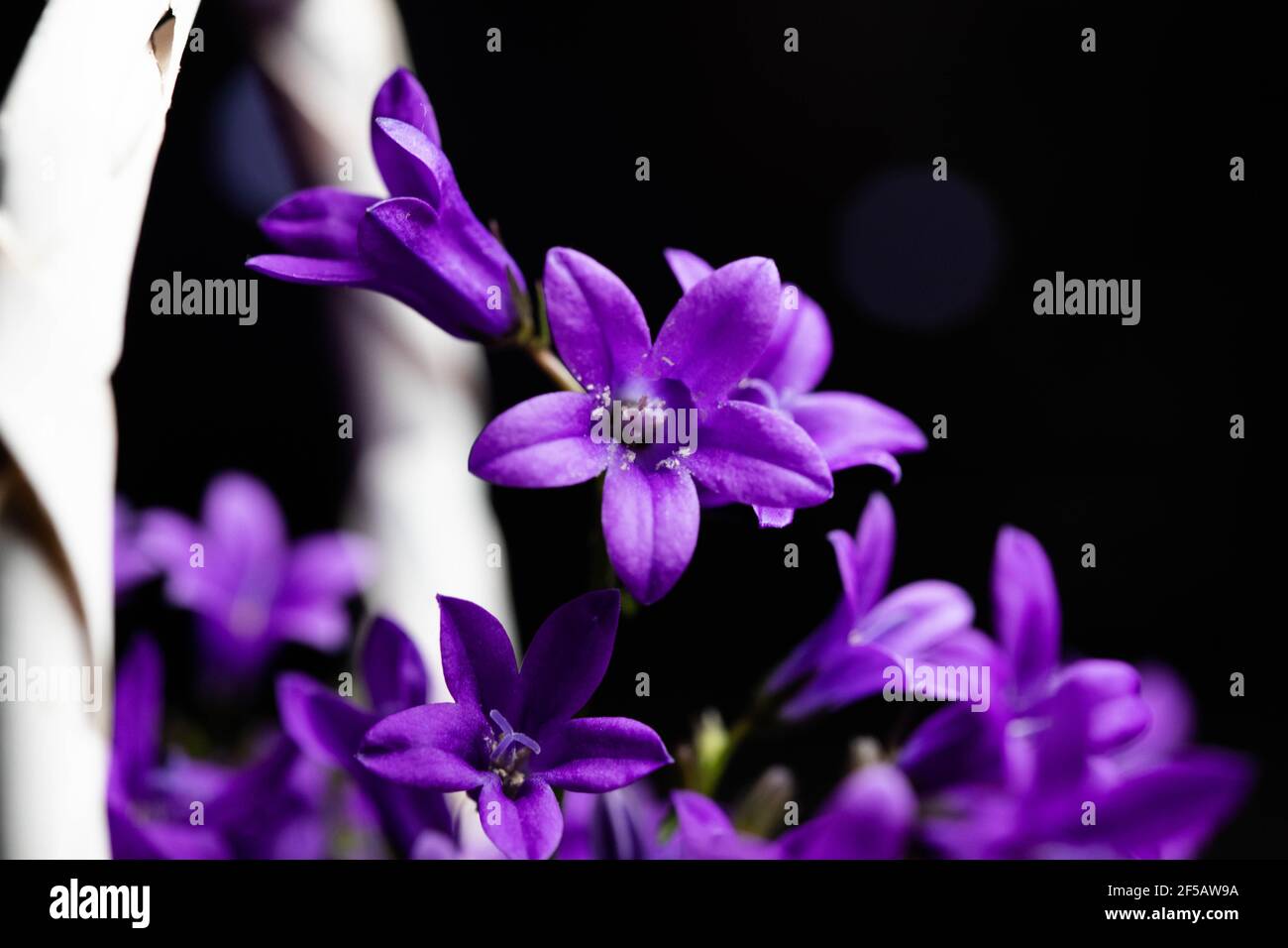 Fleur de 'Ithuriel's Spear' (ou Tritéléia commun, Grassnut, Triplet Lily) à Saint-Gall, Suisse. Son nom latin est Triteleia Laxa (Syn Brodiaea Lax Banque D'Images