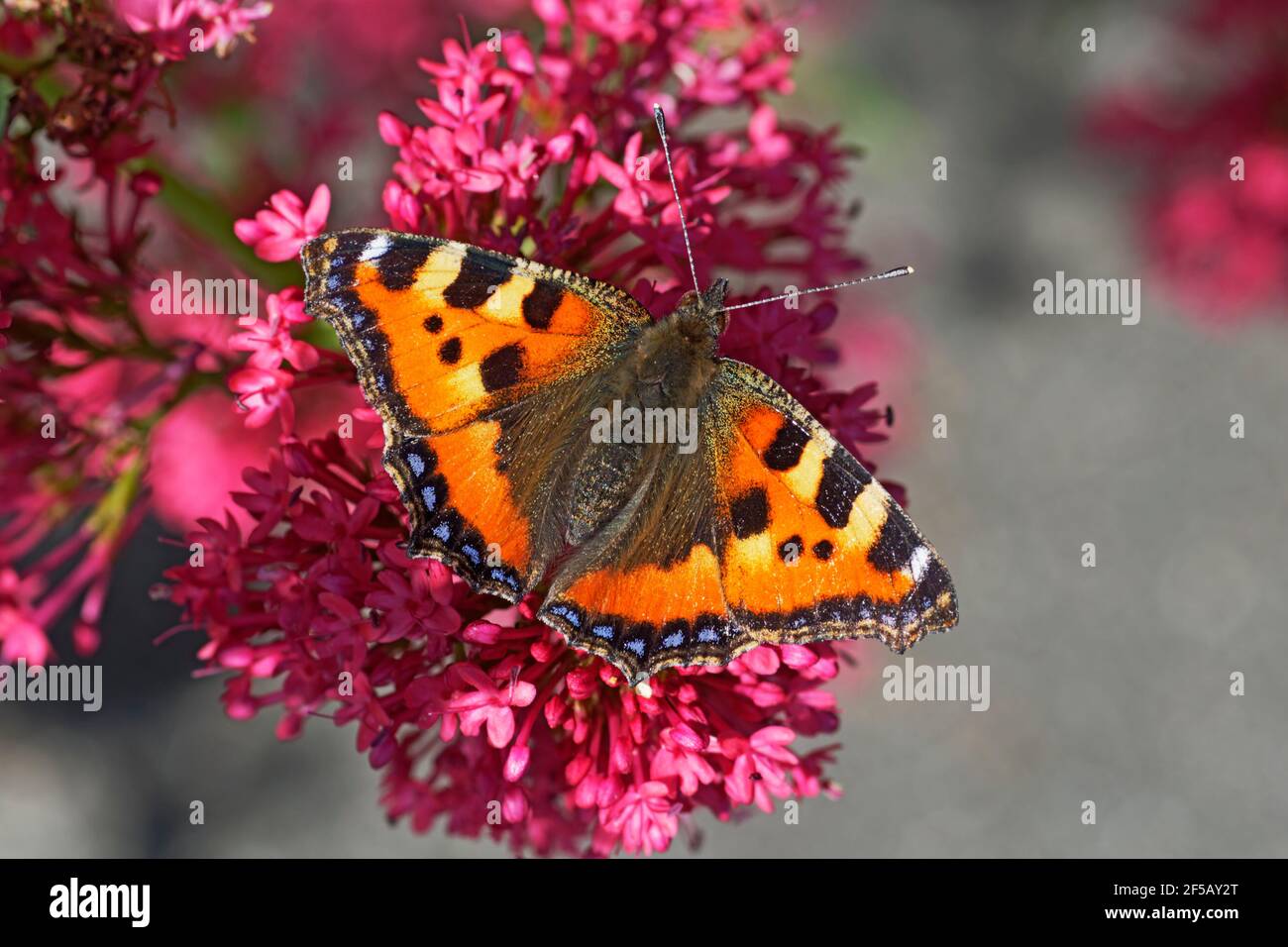 Petit papillon Tortoiseshell sur FleurerAglais urticae Essex, Royaume-Uni IN001069 Banque D'Images