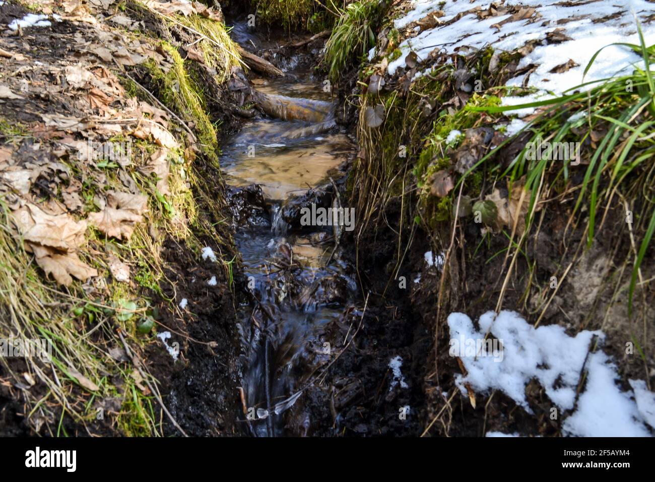 petite source forestière avec eau potable claire le jour froid du printemps. L'herbe est couverte de neige.macrophotographie Banque D'Images