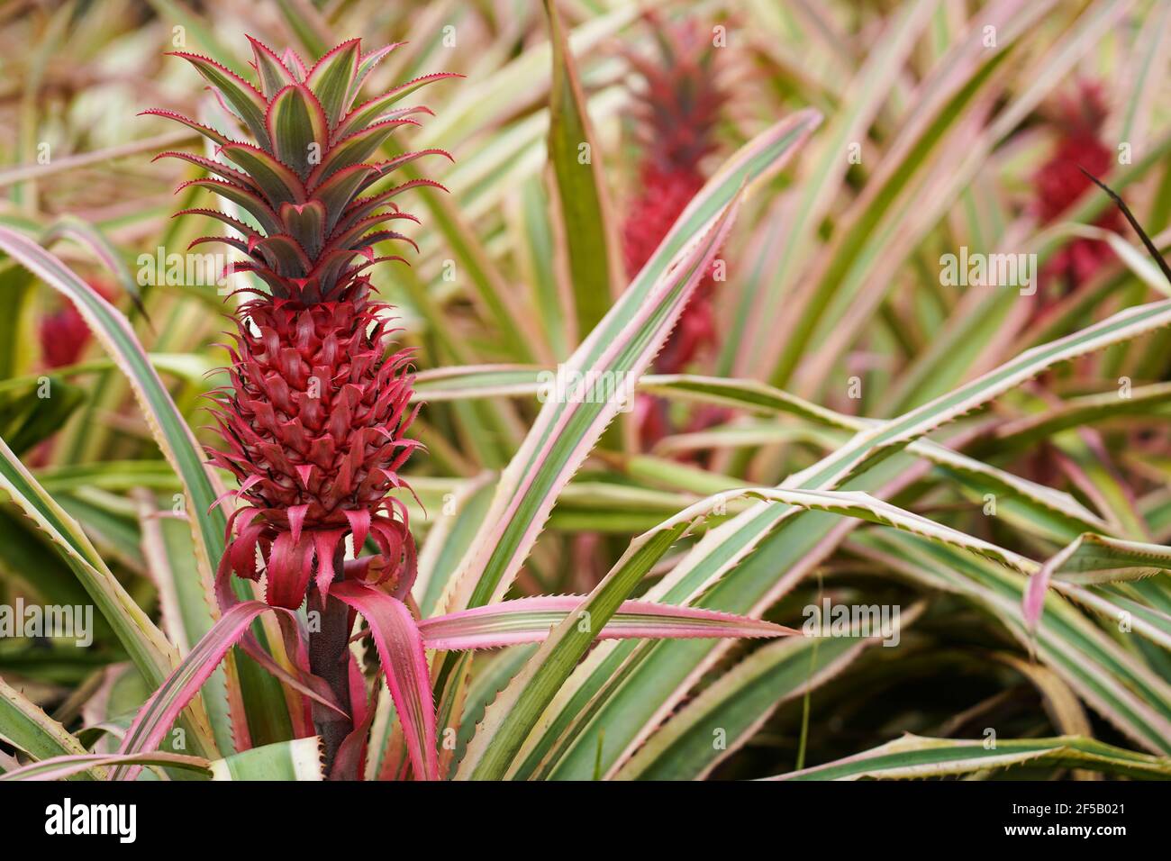 MARTINIQUE, FRANCE - ananas rose poussant sur une plante rose Banque D'Images