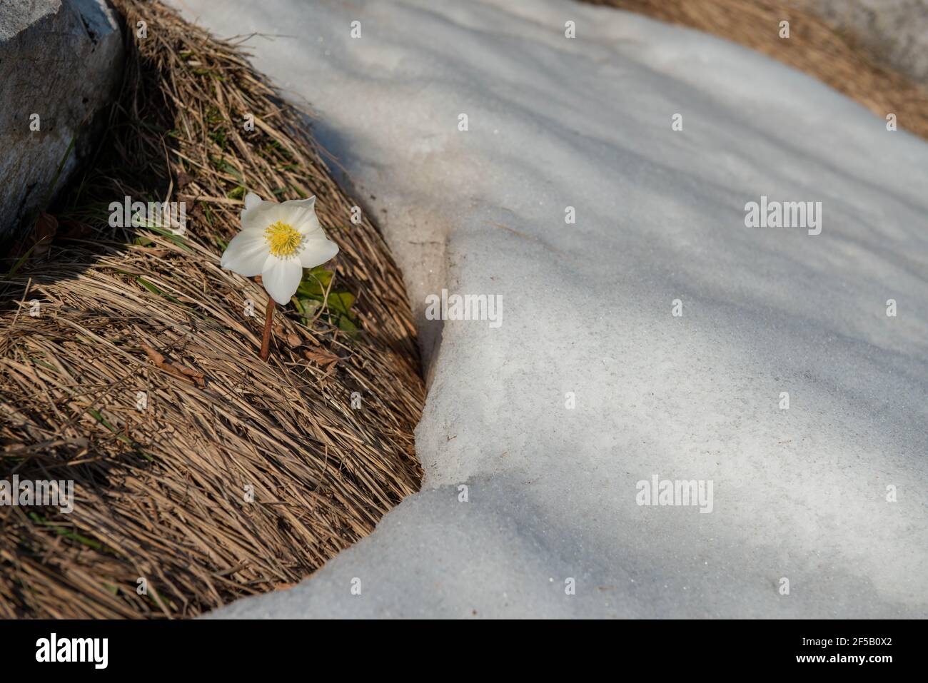 chute de neige fraîchement gonflée dans la neige Banque D'Images