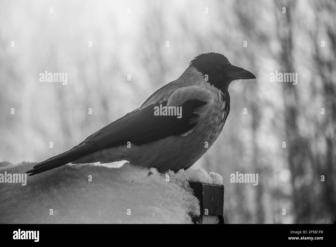 Oiseau de corbeau à capuchon gris et noir assis sur un fer fil sur fond vert flou - gros plan du corbeau Banque D'Images