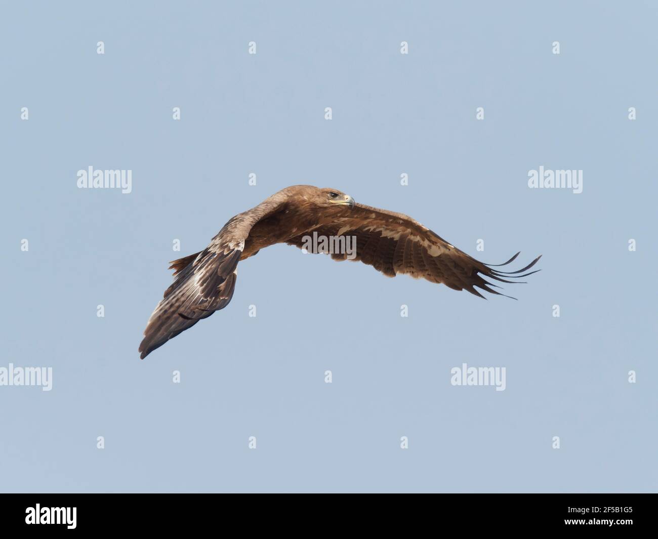 Aigle steppé - en vol Aquila nipalensis Rajasthan, Inde BI031867 Banque D'Images
