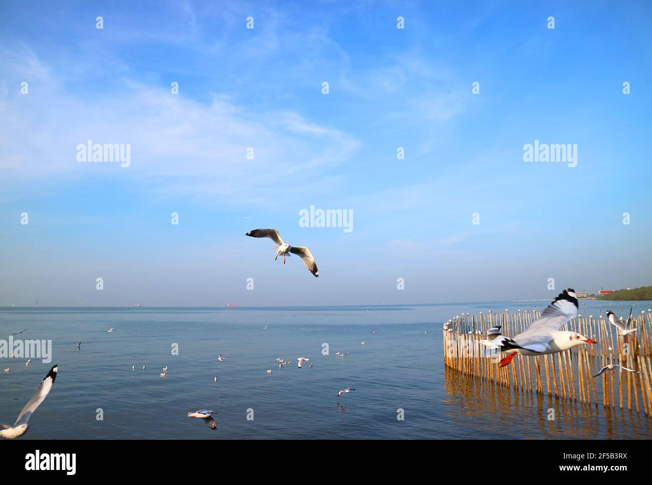 Gros plan sur un magnifique mouette avec le Flock volant au calme Mer Banque D'Images