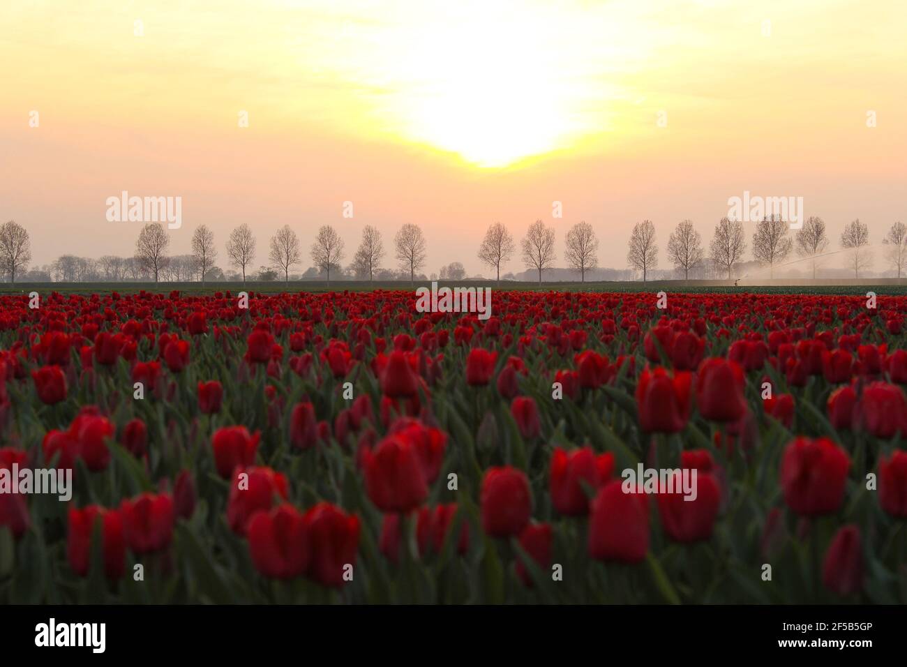 un beau champ de tulipes rouges avec un ciel orange pendant coucher de soleil dans la campagne aux pays-bas au printemps Banque D'Images