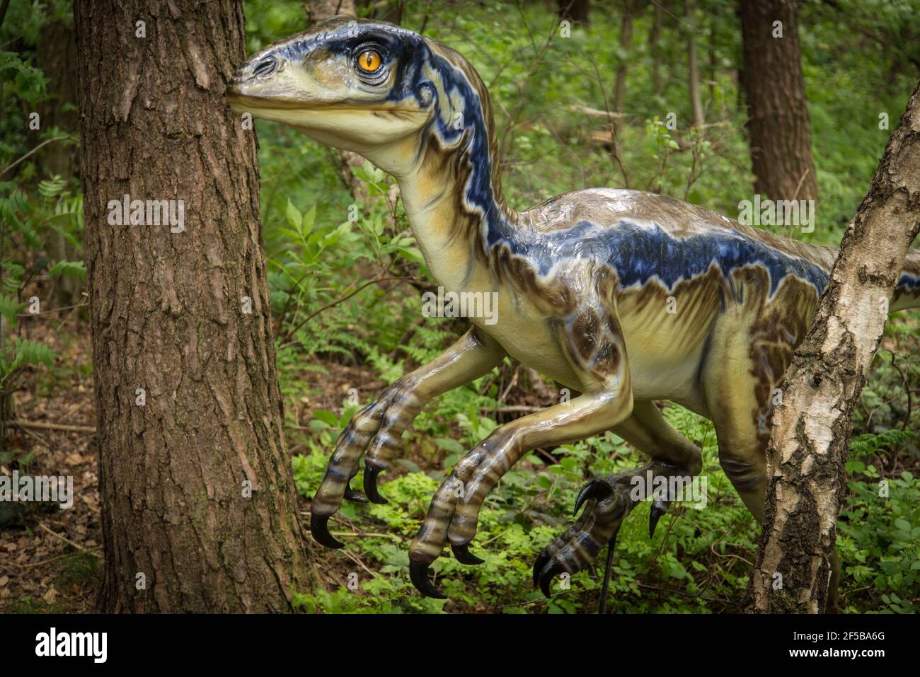 Œil à œil avec dinosaures : modèle LifeSize d'un Velociraptor. Banque D'Images