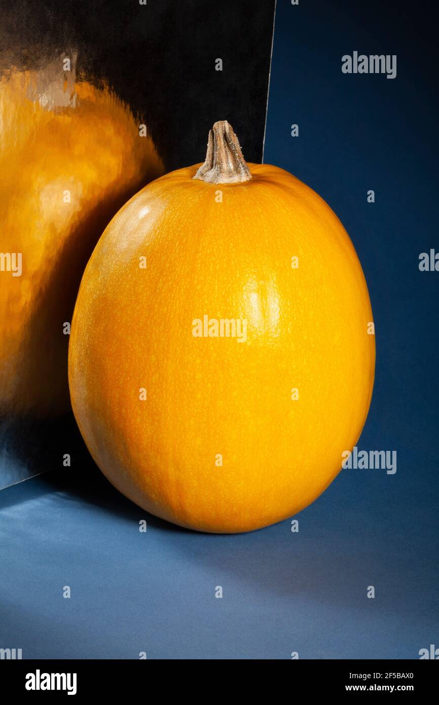 courge spaghetti sur fond bleu Banque D'Images