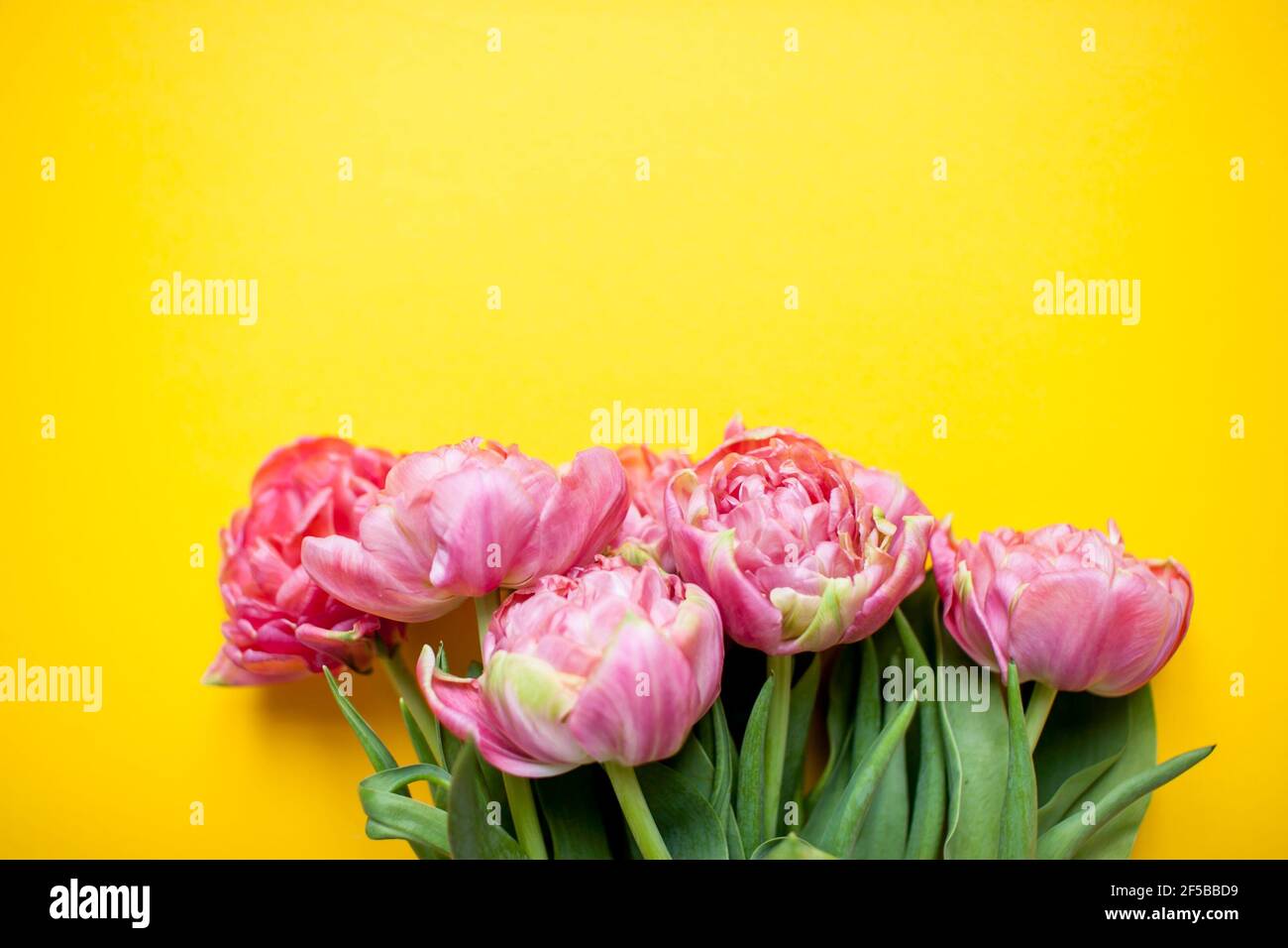 Magnifiques tulipes roses délicates sur fond jaune vif Banque D'Images