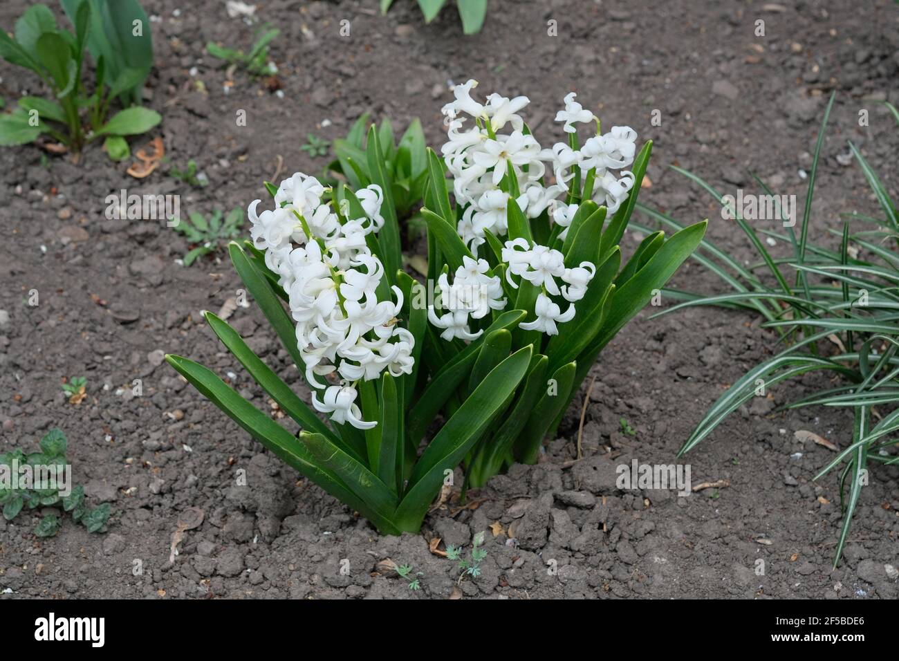jacinthes blanches dans un lit fleuri au début du printemps. Les jacinthes  en fleurs poussent sur le sol. Plantation de jacinthes à l'extérieur au  printemps Photo Stock - Alamy