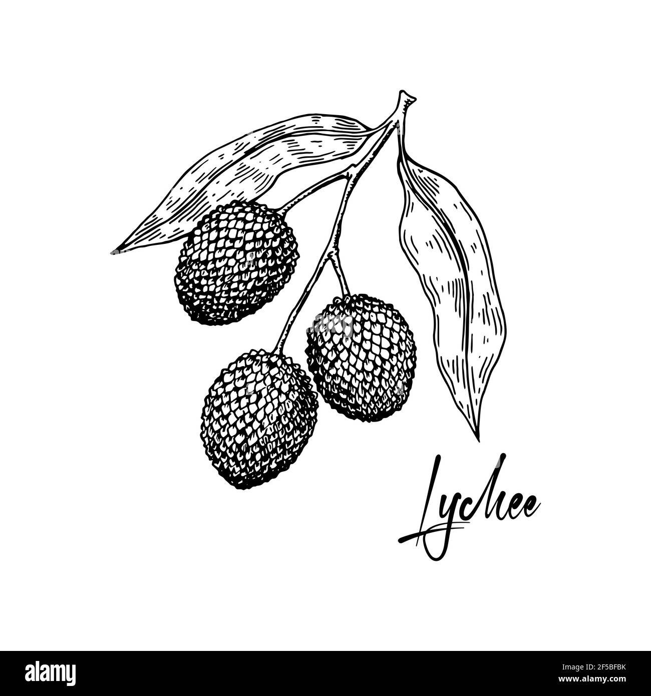 Branche de lychee dessinée à la main isolée sur fond blanc. Illustration vectorielle dans un style d'esquisse détaillé Illustration de Vecteur