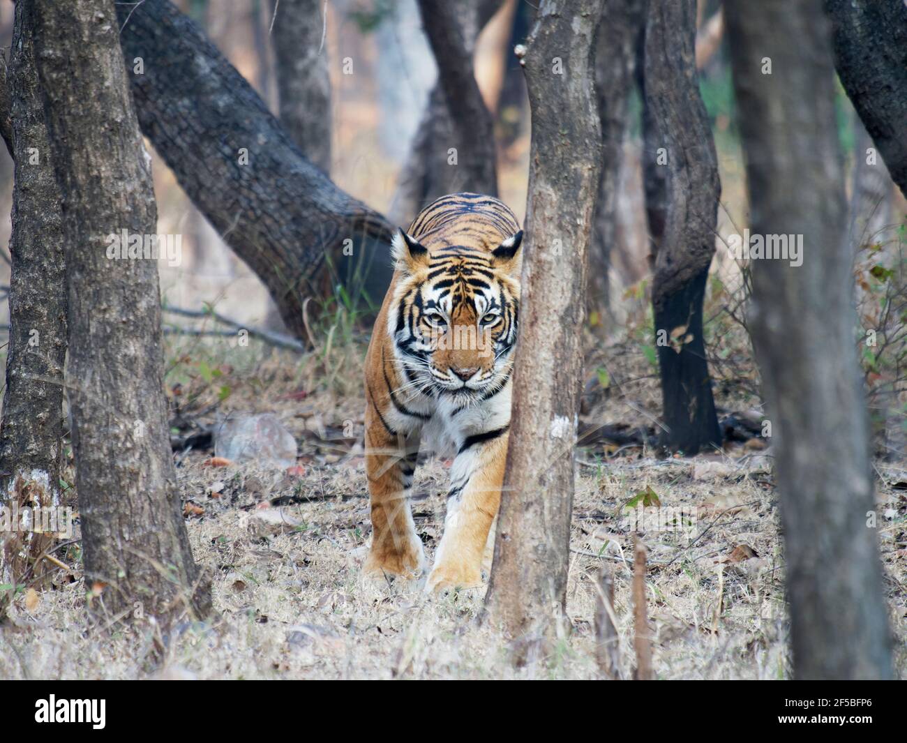 Tigre du Bengale - femelle Noor marchant dans la forêt Panthera tigris tigris Ranthambore National Park Rajastan, Inde MA003524 Banque D'Images