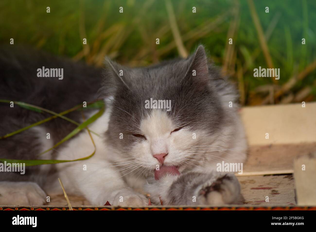 Leche Sa Patte Banque D Image Et Photos Alamy