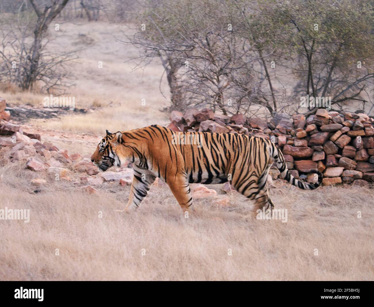 Tigre du Bengale - mâle T58 Panthera tigris tigris Ranthambore National Park Rajastan, Inde MA003647 Banque D'Images