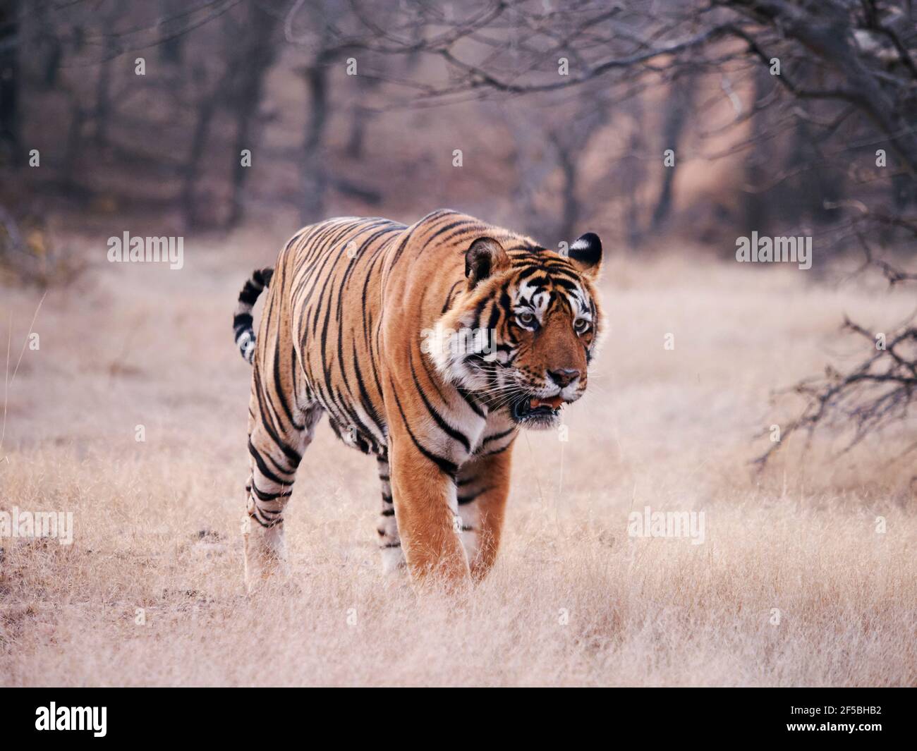 Tigre du Bengale - mâle T58 Panthera tigris tigris Ranthambore National Park Rajastan, Inde MA003649 Banque D'Images