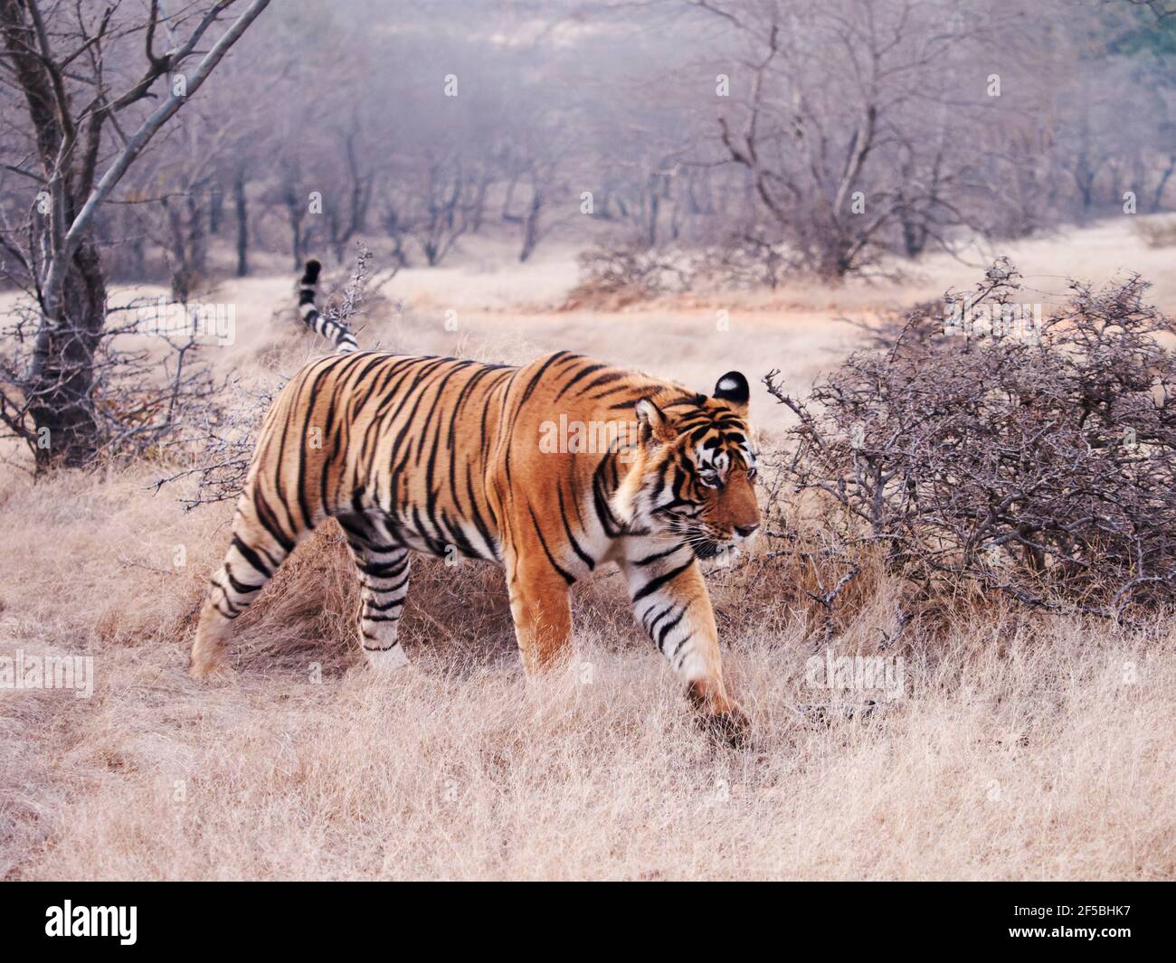 Tigre du Bengale - mâle T58 Panthera tigris tigris Ranthambore National Park Rajastan, Inde MA003652 Banque D'Images