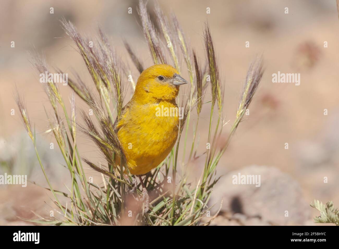 Grand finch-jaune, Sicalis auriventris, adulte unique se nourrissant de graines, Portillo, Chili Banque D'Images