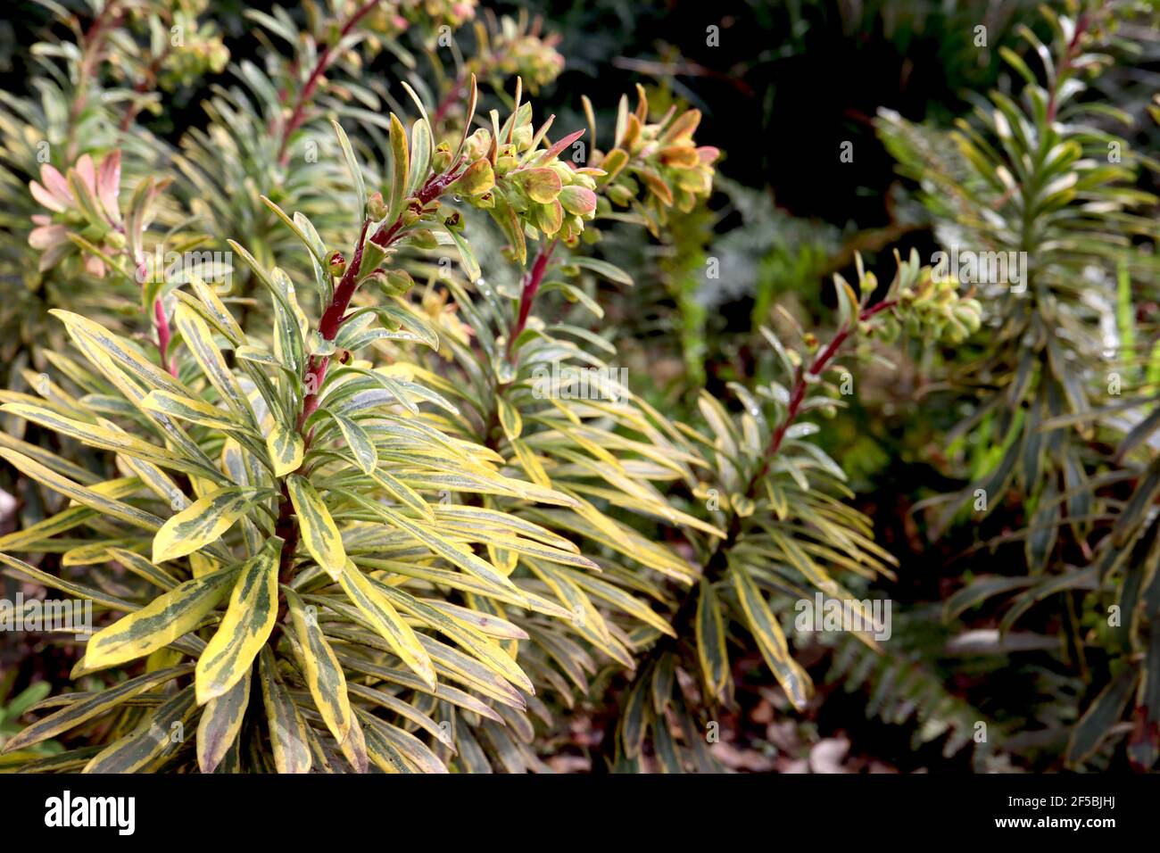 Euphorbia chacias ‘Tigre de Tasmanie’ Spurge Tigre de Tasmanie – fleurs jaunes crémeuses et feuilles en forme de lance variégées, mars, Angleterre, Royaume-Uni Banque D'Images