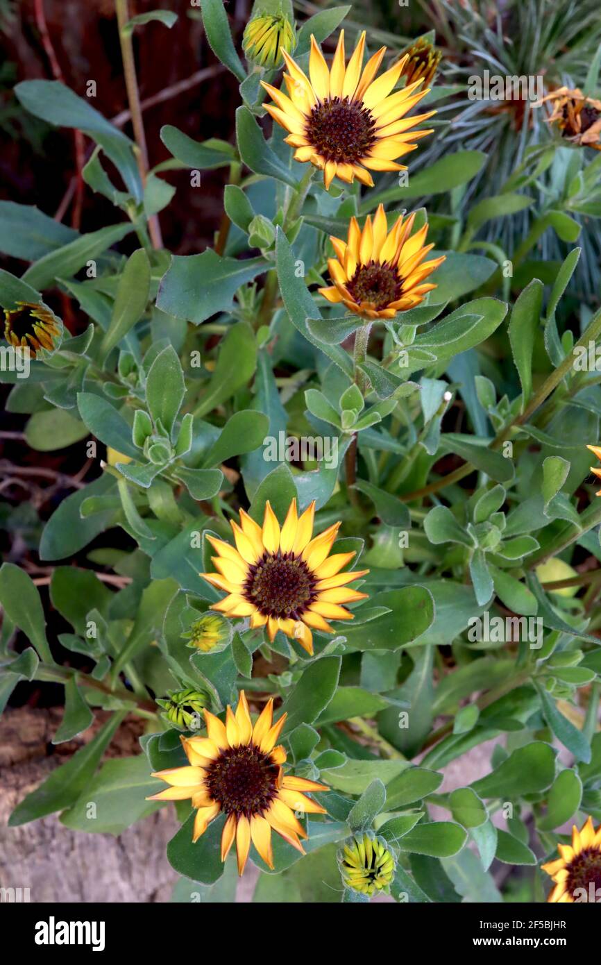 Osteospermum ecklonis Tradewinds Marguerite africaine jaune – fleurs jaunes ressemblant à une Marguerite avec des centres noirs, mars, Angleterre, Royaume-Uni Banque D'Images Osteospermum ecklonis Tradewinds Marguerite africaine jaune – fleurs jaunes ressemblant à une Marguerite avec des centres noirs, mars, Angleterre, Royaume-Uni Banque D'Images