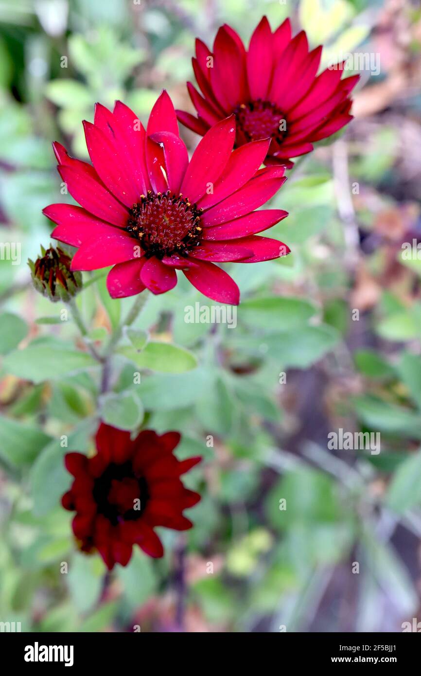 Osteospermum ecklonis Serenity Marguerite africaine rouge – fleurs rouges de type Marguerite avec centres noirs, mars, Angleterre, Royaume-Uni Banque D'Images Osteospermum ecklonis Serenity Marguerite africaine rouge – fleurs rouges de type Marguerite avec centres noirs, mars, Angleterre, Royaume-Uni Banque D'Images