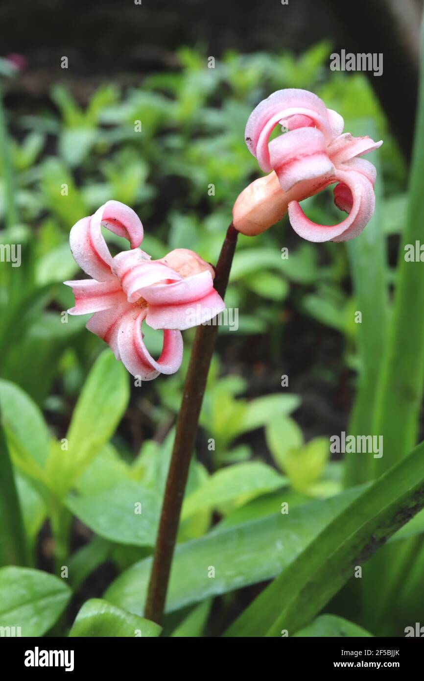 Jacinthus orientalis Anna Marie Jacinthe Anne Marie – fleurs blanches avec une bande rouge centrale, mars, Angleterre, Royaume-Uni Banque D'Images