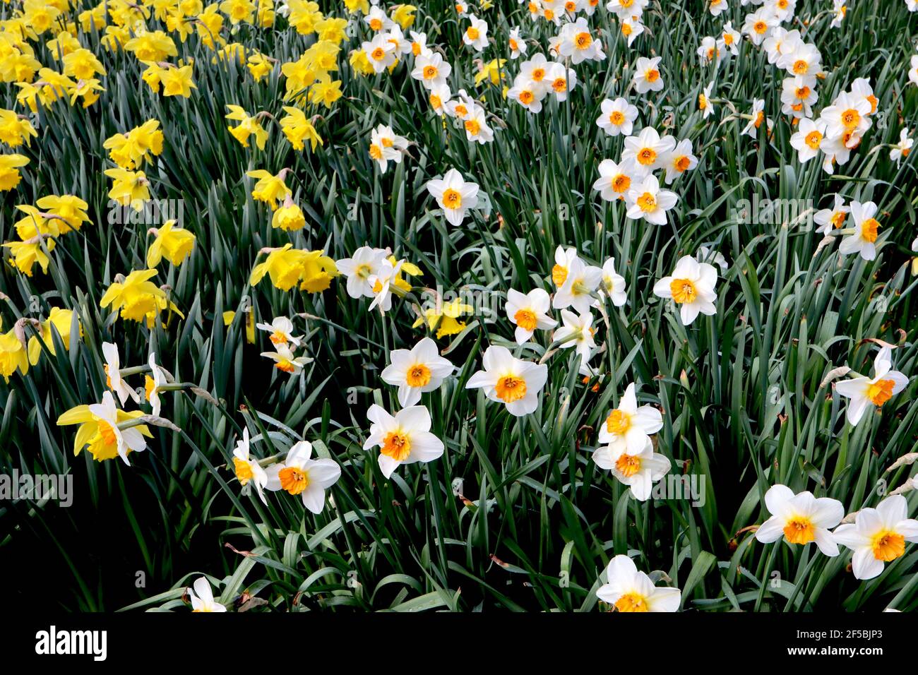 Narcissus / Daffodil ‘Barrett Browning’ Narcissus / Daffodil ‘Dutch Master’ March, Angleterre, Royaume-Uni Banque D'Images