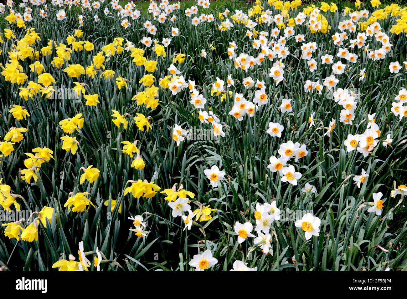 Narcissus / Daffodil ‘Barrett Browning’ Narcissus / Daffodil ‘Dutch Master’ March, Angleterre, Royaume-Uni Banque D'Images
