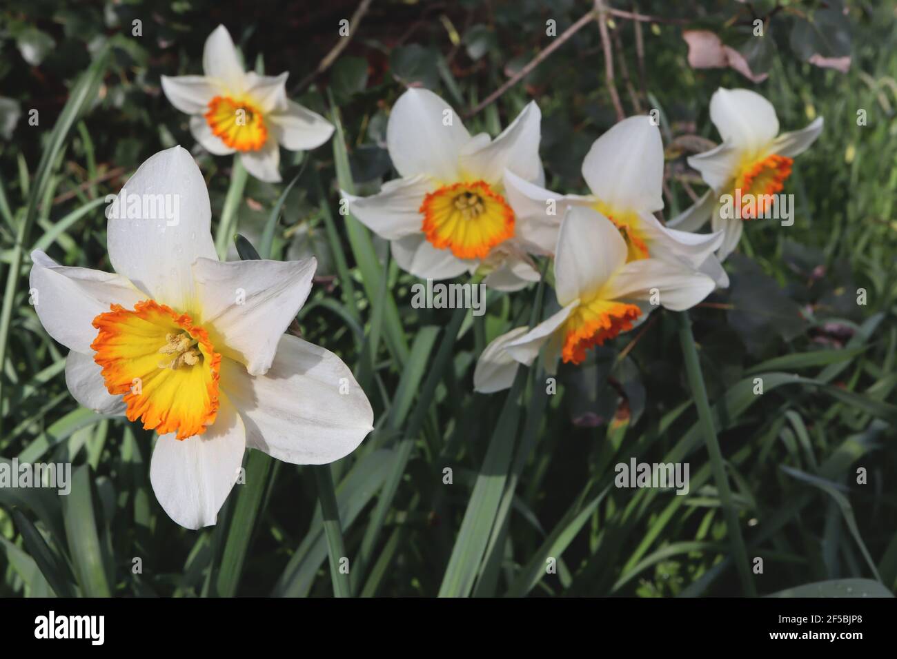 Narcissus «Verger» Division 3 jonquilles à petites tasses le jonquille de Verger - pétales blancs et coupe dorée avec rebord orange, mars, Angleterre, Royaume-Uni Banque D'Images