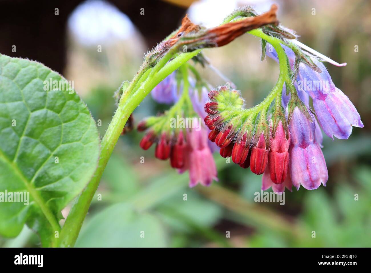 Symphytum caucasicum bleu Comfrey caucasienne – grappes de fleurs bleues, mars, Angleterre, Royaume-Uni Banque D'Images