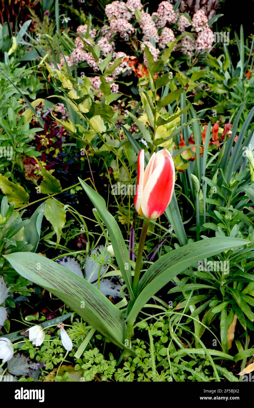 Tulipa «le premier» Kaufmanniana 12 la première tulipe – tulipes blanches crémeuses à fond rouge, base jaune, mars, Angleterre, Royaume-Uni Banque D'Images