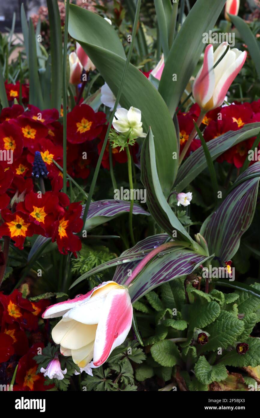 Tulipa «le premier» Kaufmanniana 12 la première tulipe – tulipes blanches crémeuses à fond rouge, base jaune, mars, Angleterre, Royaume-Uni Banque D'Images