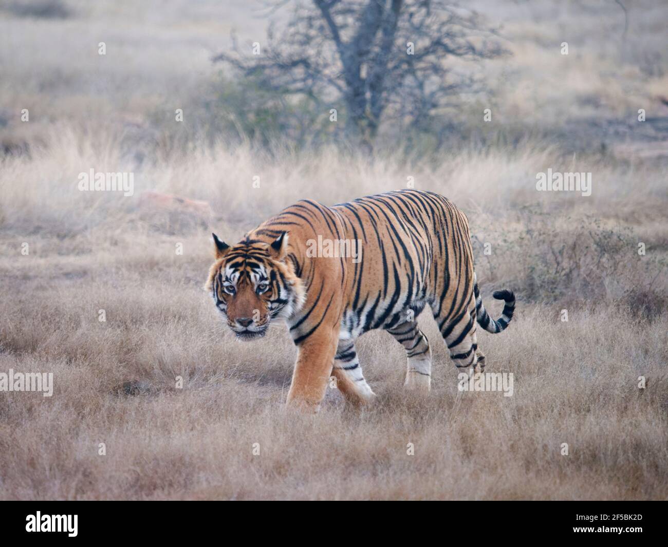 Tigre du Bengale - mâle T58 Panthera tigris tigris Ranthambore National Park Rajastan, Inde MA003716 Banque D'Images