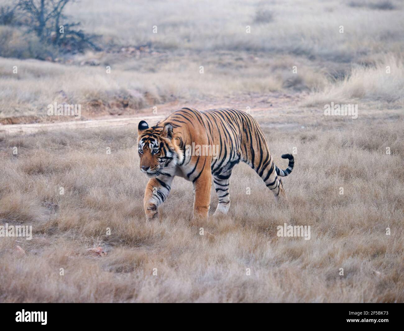Tigre du Bengale - mâle T58 Panthera tigris tigris Ranthambore National Park Rajastan, Inde MA003725 Banque D'Images