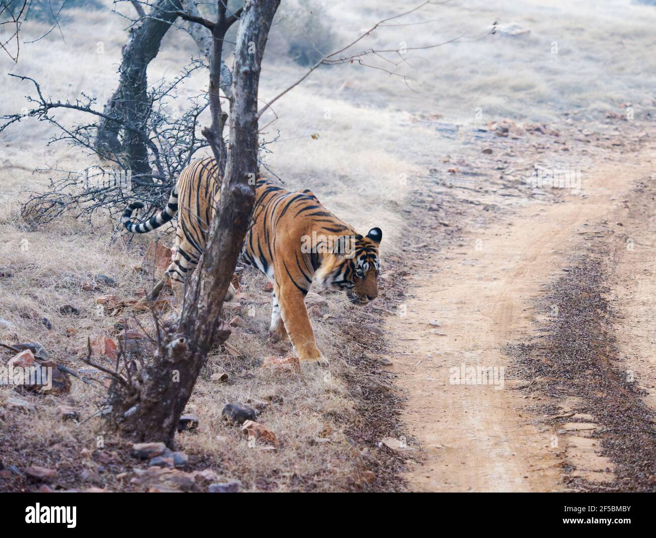 Bengale Tiger - Male T58 traversant des pistes de jeep Panthera tigris tigris Ranthambore National Park Rajastan, Inde MA003773 Banque D'Images