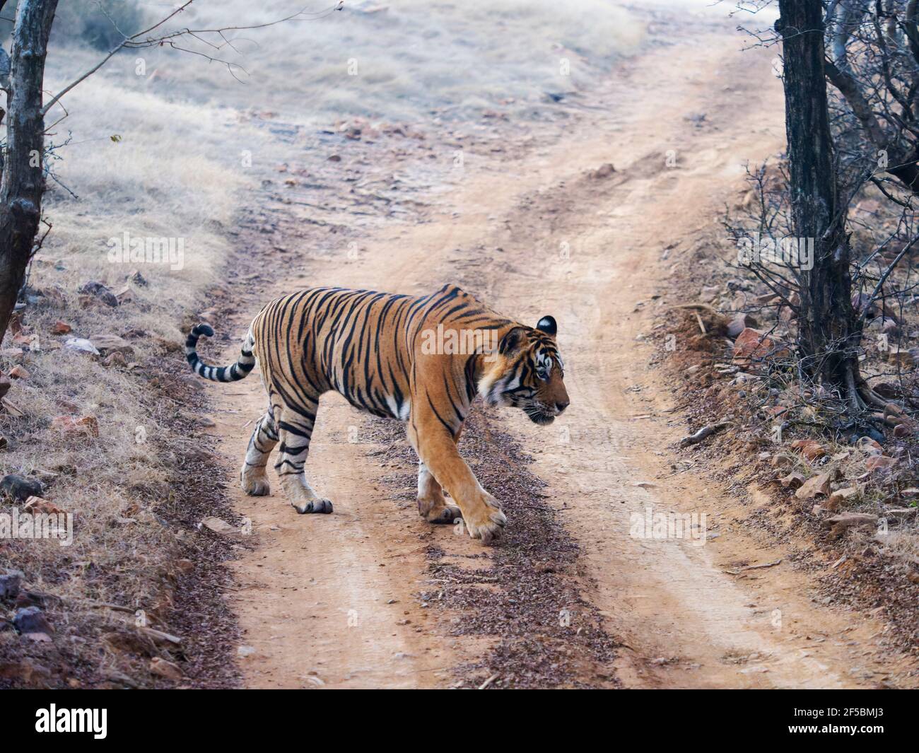 Bengale Tiger - Male T58 croisant les pistes de jeep Panthera tigris tigris Ranthambore National Park Rajastan, Inde MA003779 Banque D'Images