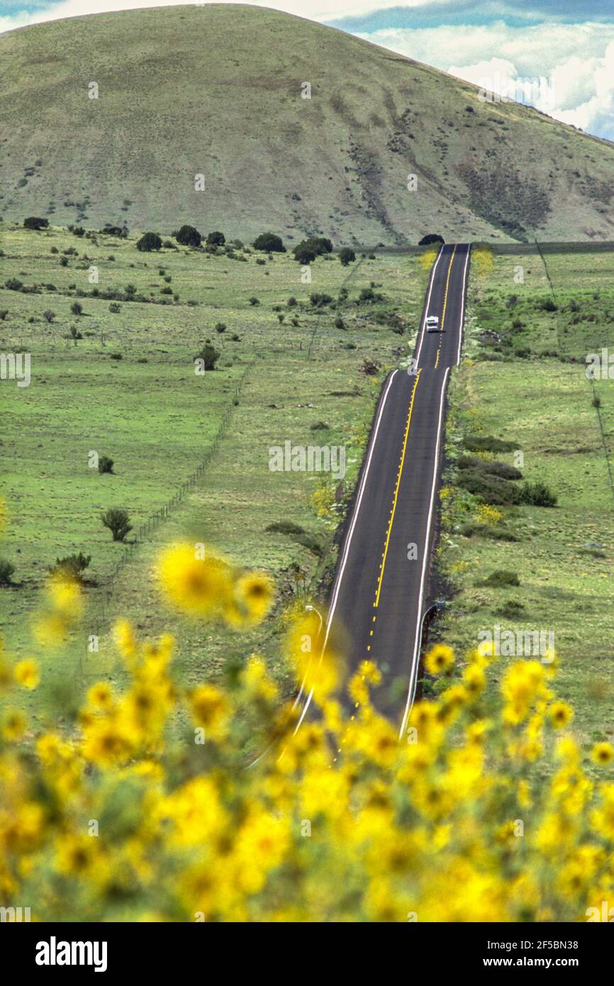 Tournesols le long de l'autoroute à deux voies, Nouveau-Mexique États-Unis Banque D'Images