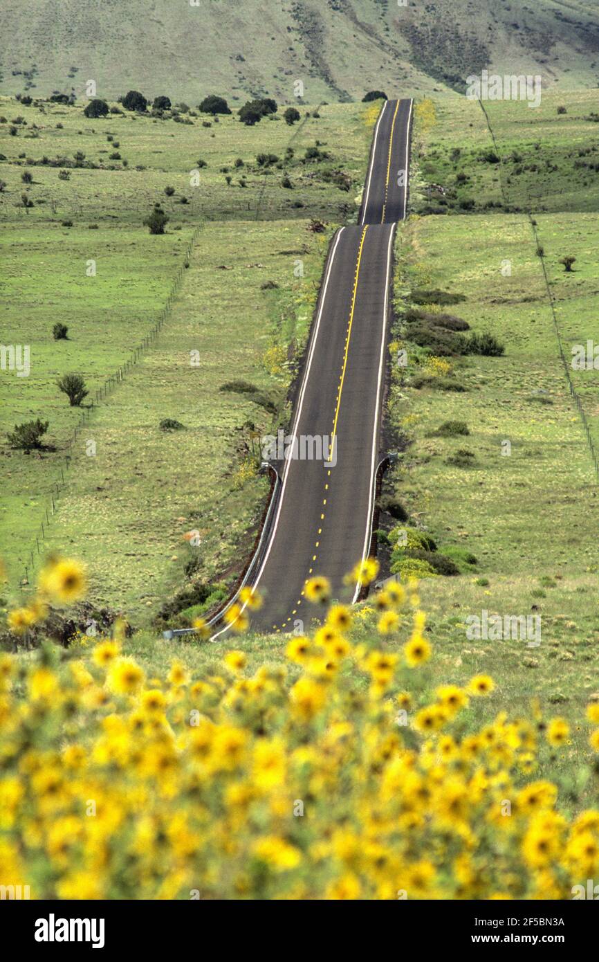 Tournesols le long de l'autoroute à deux voies, Nouveau-Mexique États-Unis Banque D'Images