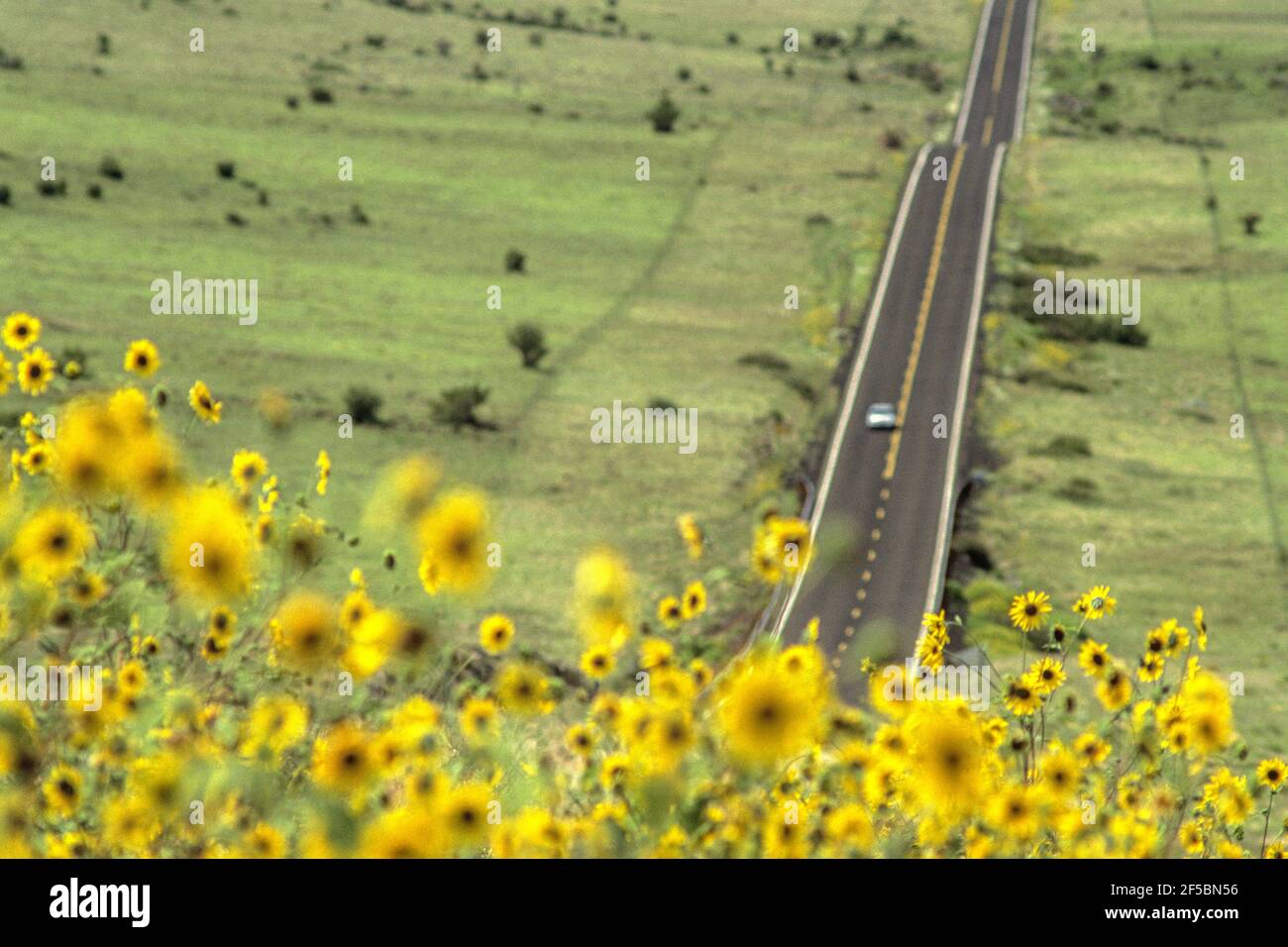 Tournesols le long de l'autoroute à deux voies, Nouveau-Mexique États-Unis Banque D'Images