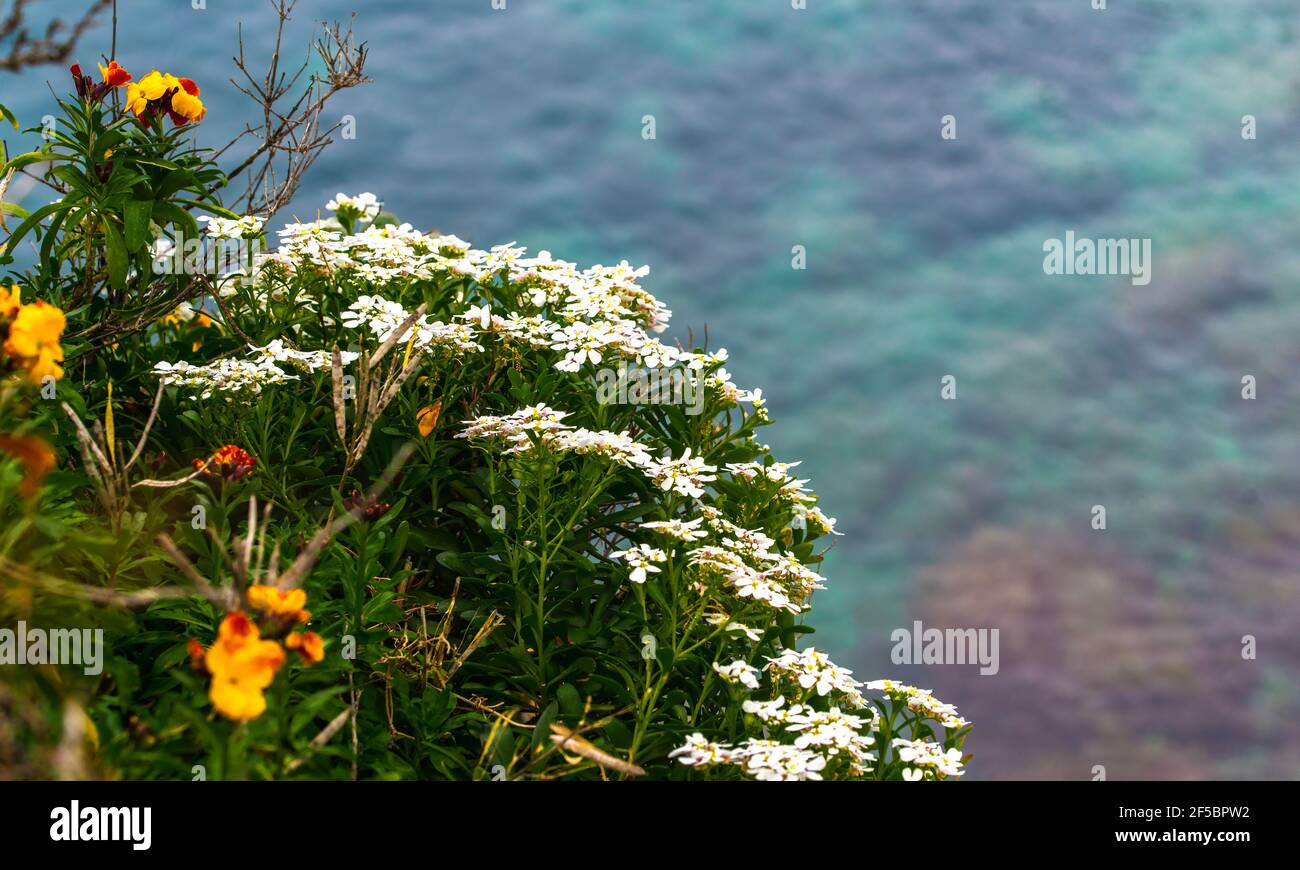 Fleurs blanches ibériques et fleurs blanches jaunes et orangées (Erysimum cheiri) Au Cap d'Antibes avec la mer Méditerranée bleue dans le contexte pendant le spr Banque D'Images