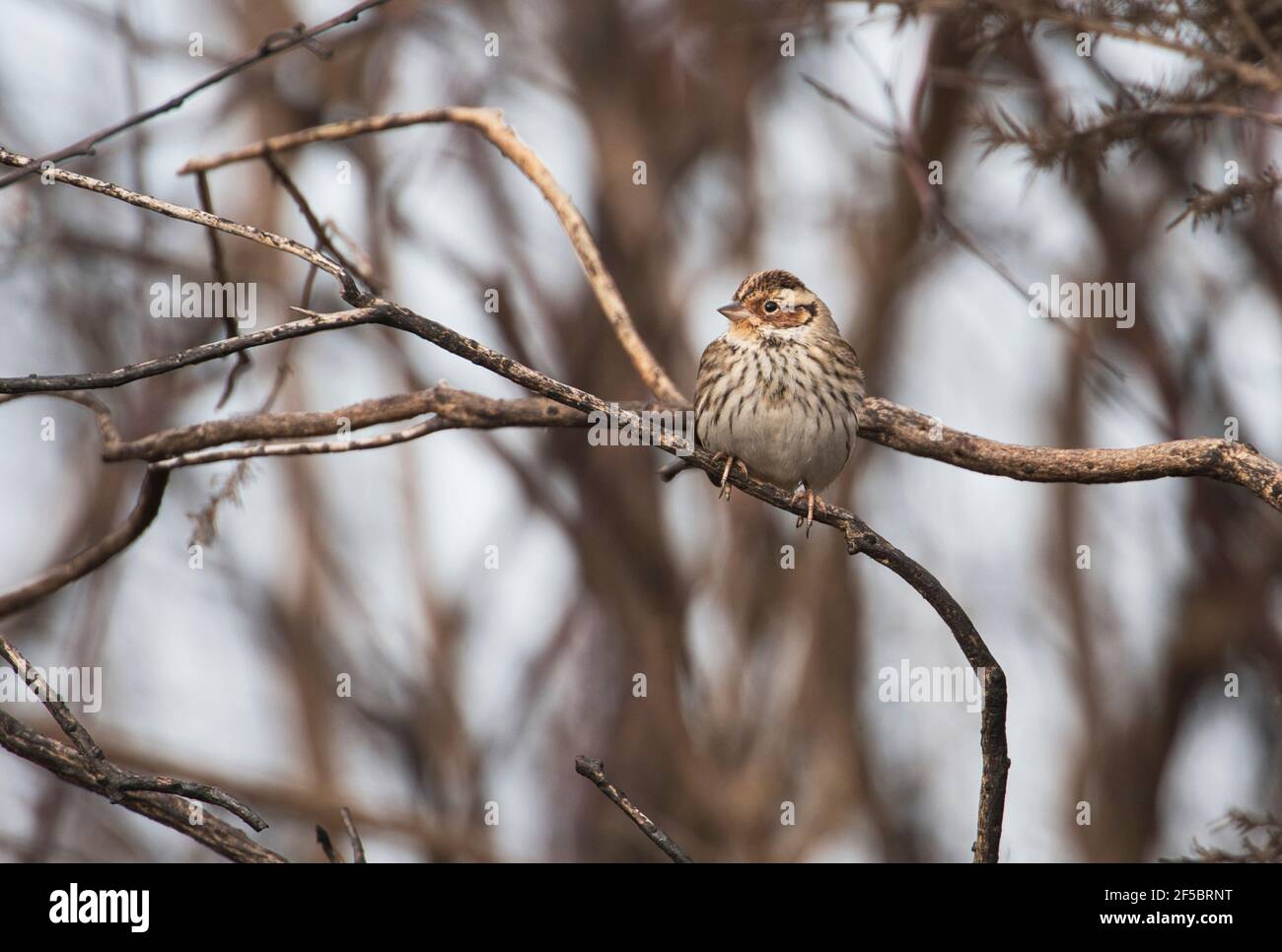 Petit bunting (Emberiza pusilla), normalement un vagabond au Royaume-Uni, cet individu a hiverné. Banque D'Images