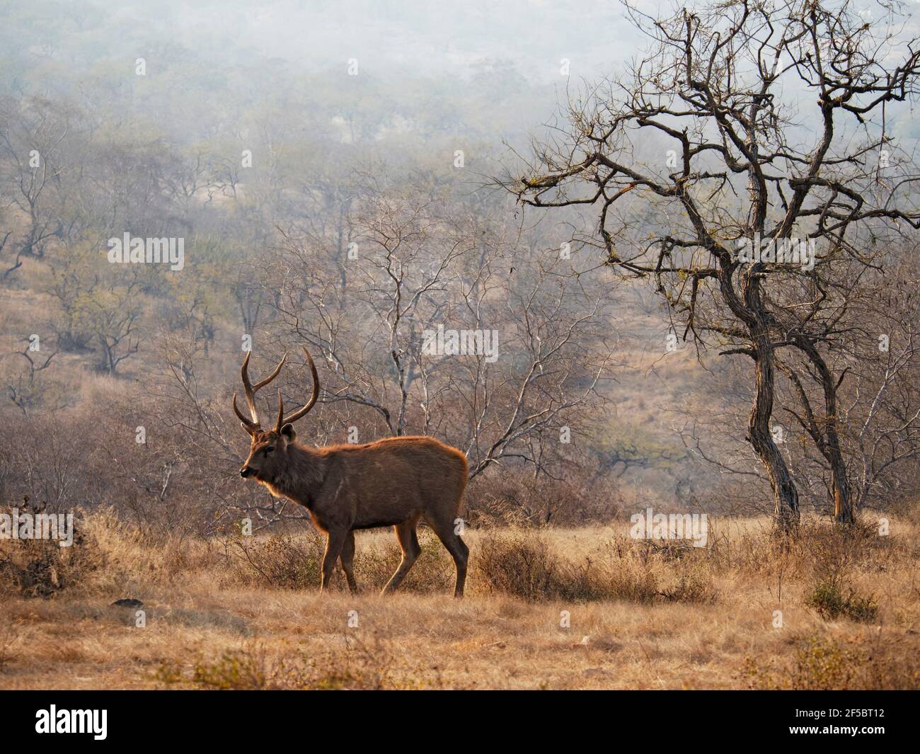 Sambar Deer - StagRusa unicolor Ranthambore, Rajasthan, Inde MA003922 Banque D'Images