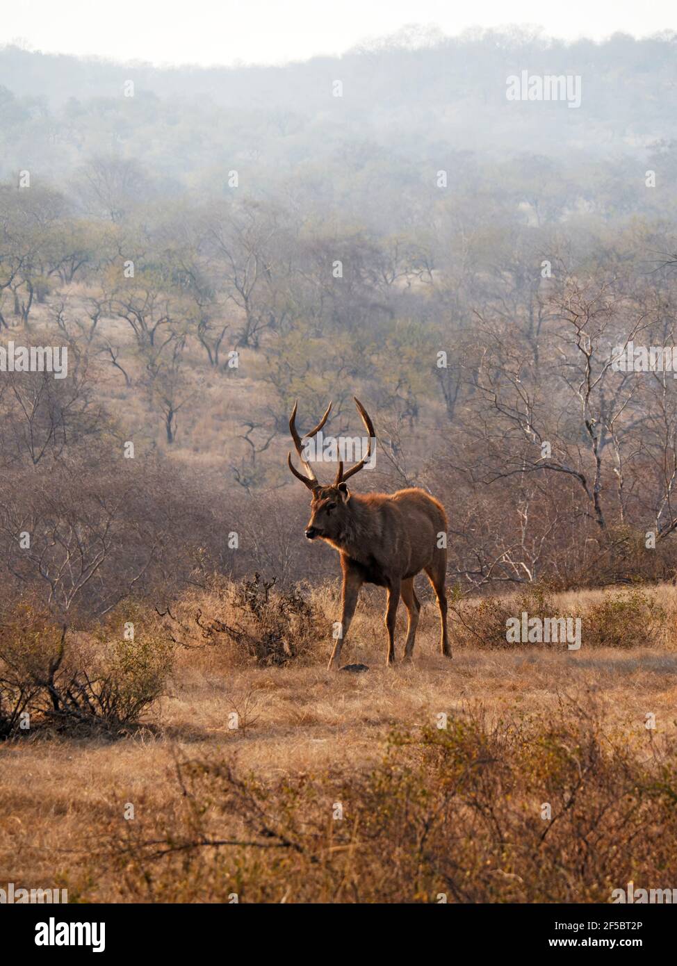 Sambar Deer - StagRusa unicolor Ranthambore, Rajasthan, Inde MA003923 Banque D'Images