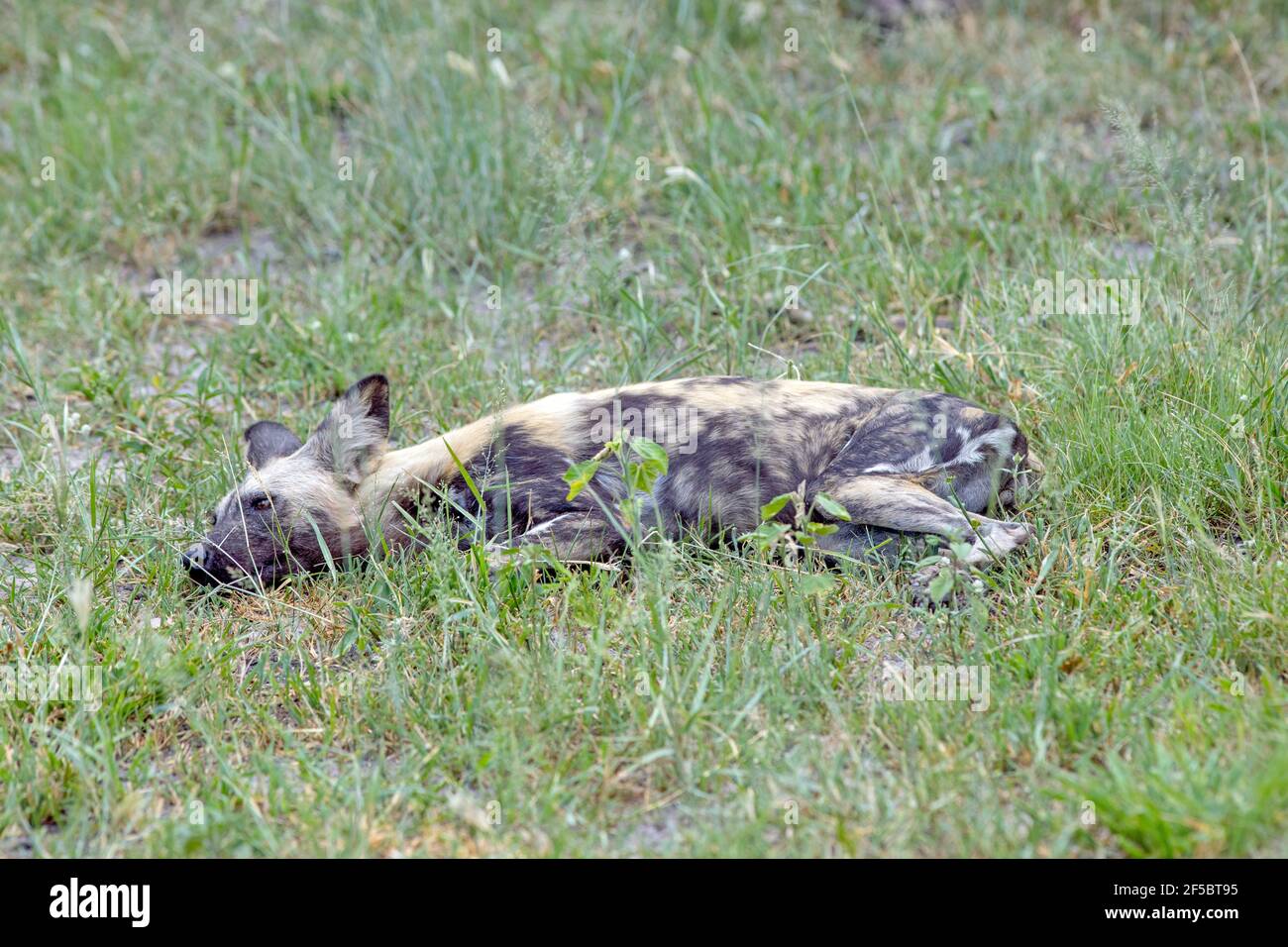 Chien de chasse sauvage africain ou loup peint (Lycaon pictus). Rassasié. Animal plus jeune dans le paquet. Pas réellement impliqué dans la mort de la proie, pas d'élude Banque D'Images