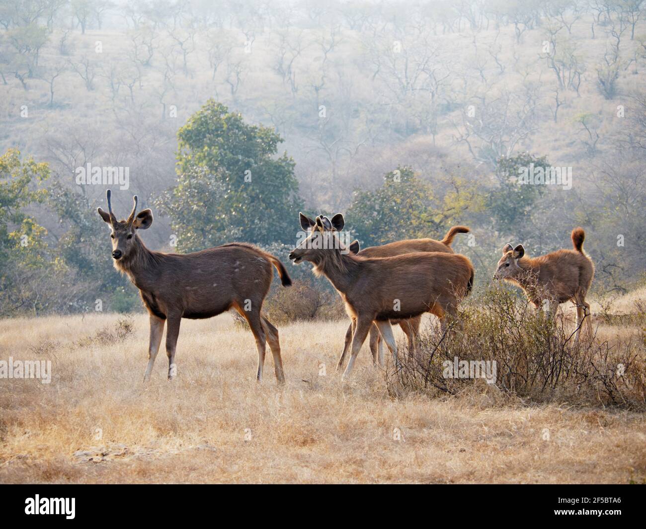 Sambar Deer - GroupRusa unicolor Ranthambore, Rajasthan, Inde MA003934 Banque D'Images