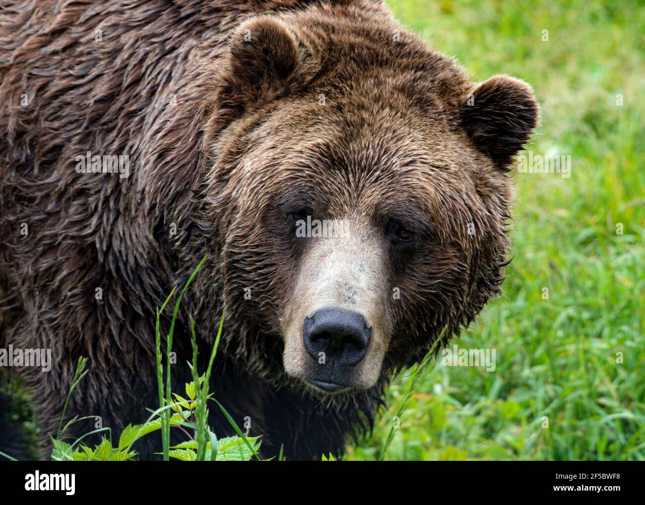 Grizzli au mont Grouse Vancouver Canada Banque D'Images