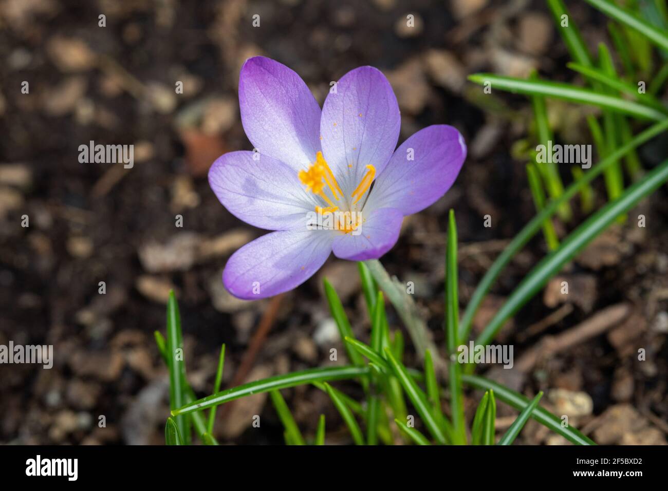Fleur de crocus pourpre au début du printemps Banque D'Images