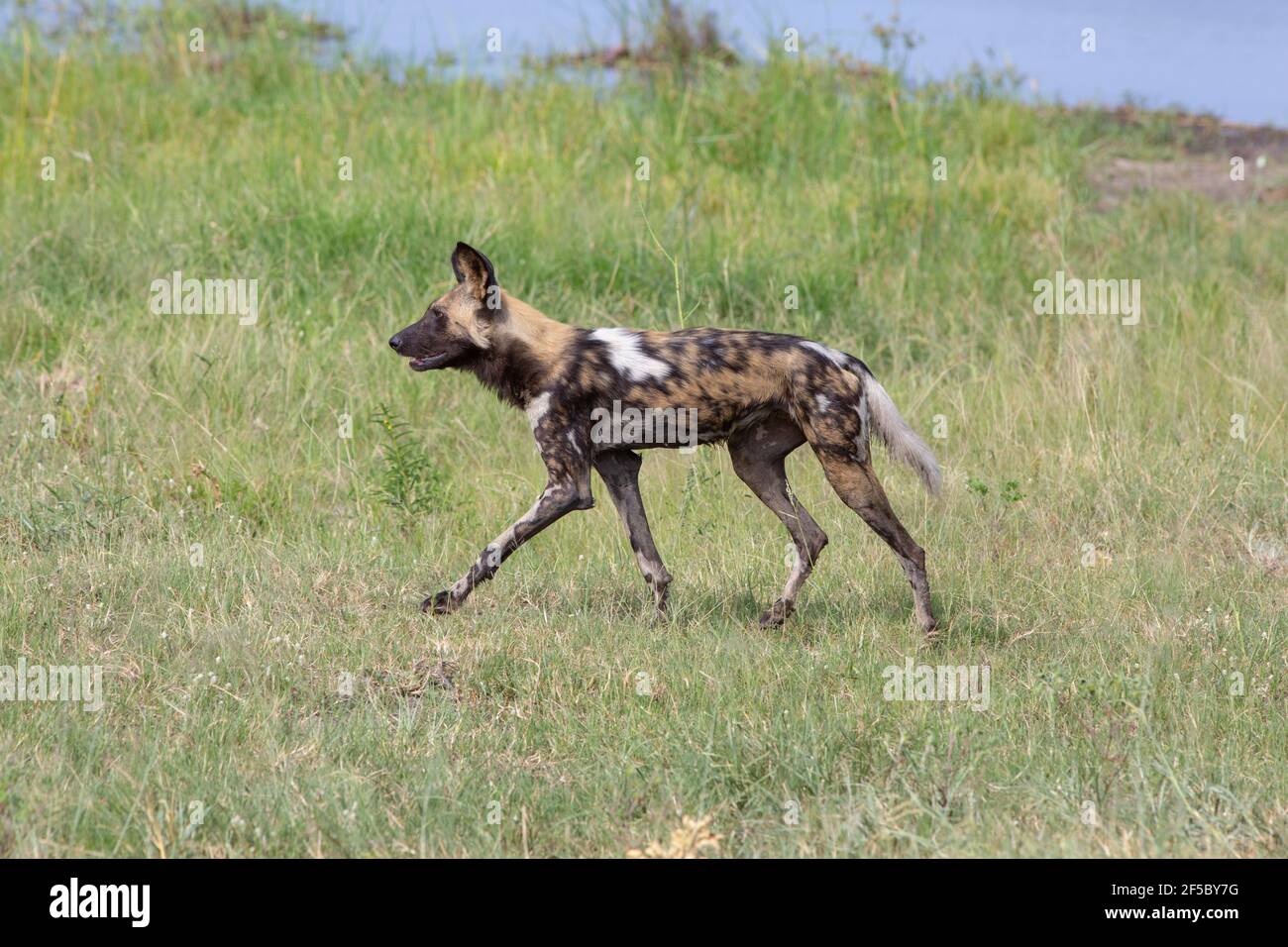 Chien de chasse sauvage africain ou loup peint (Lycaon pictus). Adulte . Un paquet de neuf, en profil, ayant traversé l'eau, la fourrure humide, voyager. Banque D'Images