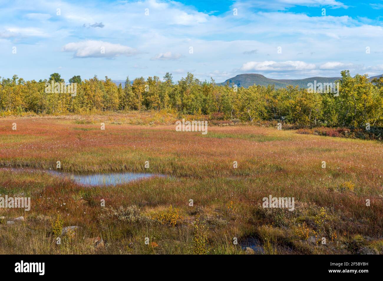 Zone humide près du lac profond dans la Laponie suédoise. Couleurs ensoleillées de jour et d'automne dans le parc national d'Abisko, en Suède. Lac Tornetrask dans la nature arctique Banque D'Images